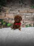 Pudel Toy Red Brown SUNIA