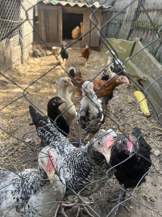Підрощені курчата