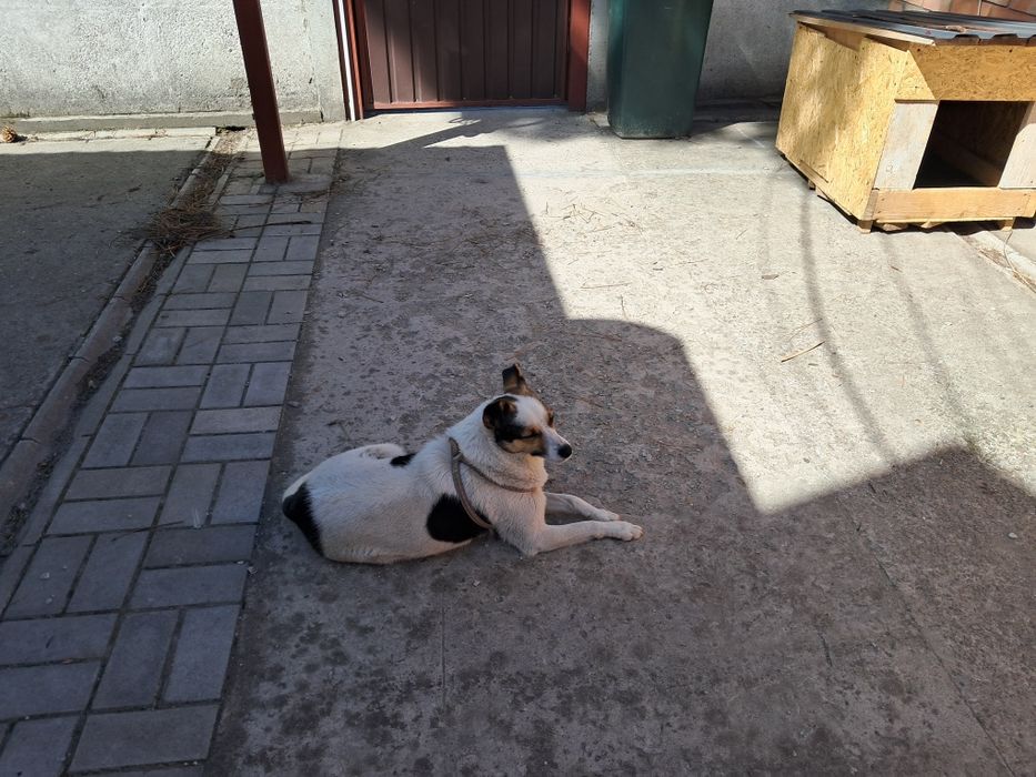 Отдам собачку в хорошие руки