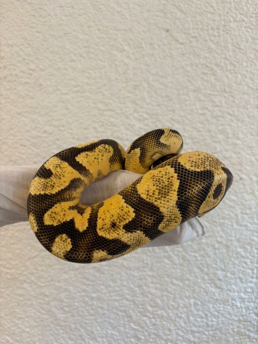 Waż, nie zbożowy,piękny