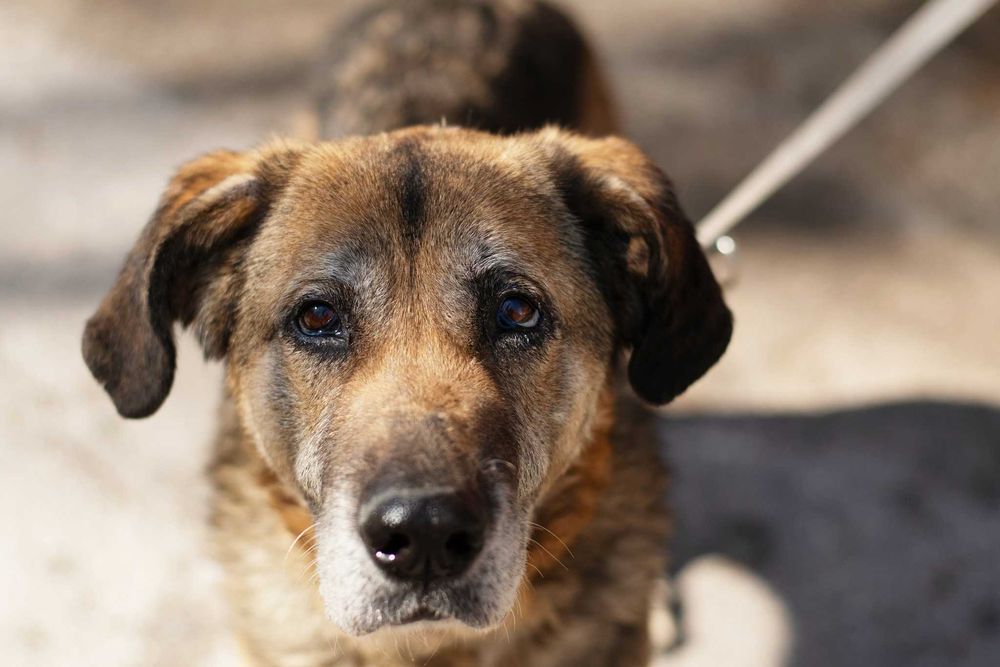 Wspaniała duża starsza sunia Inira szuka bezpiecznego domu