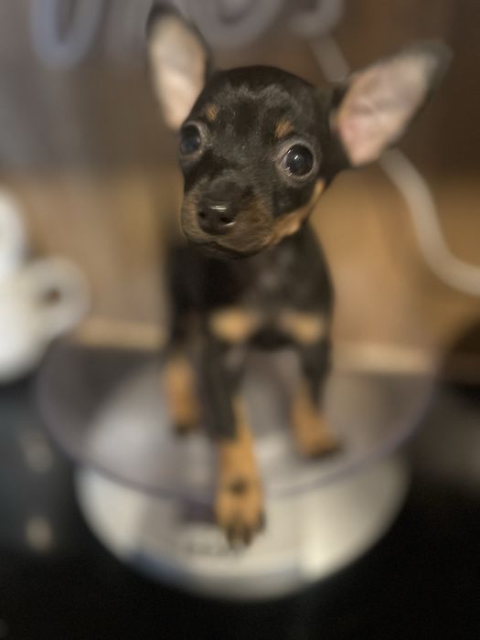 Pinczer  miniaturowy suczka pies miniaturka