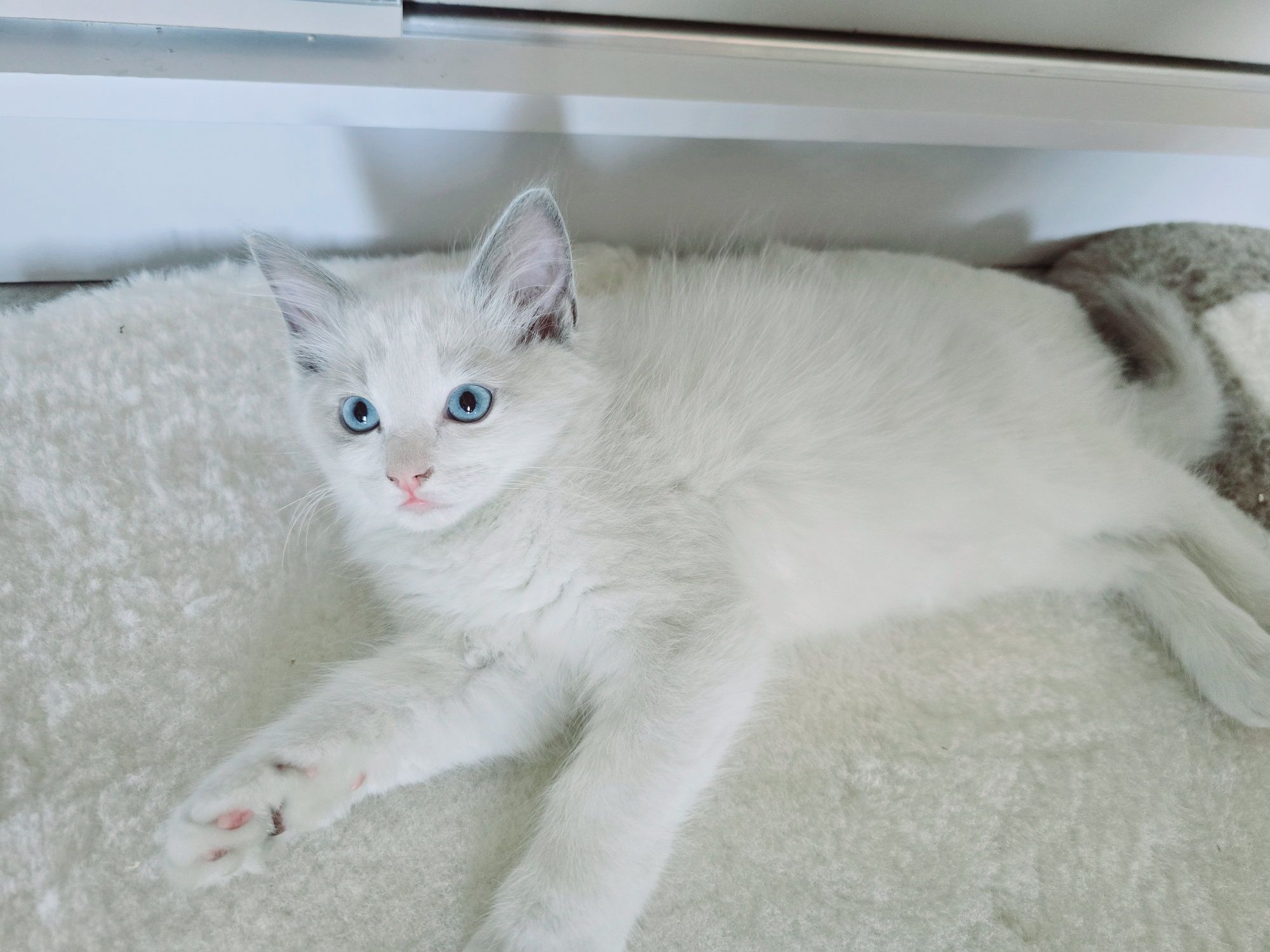 Kocur ragdoll -do rezerwacji