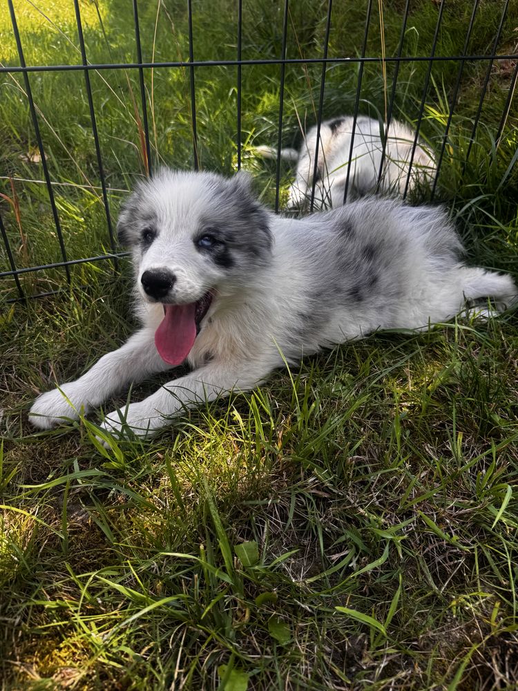 Sprzedam Psa Border Collie