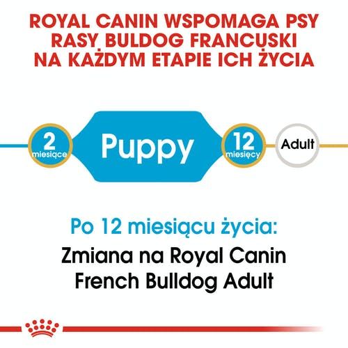 Royal 257510 French Bulldog Puppy 3kg