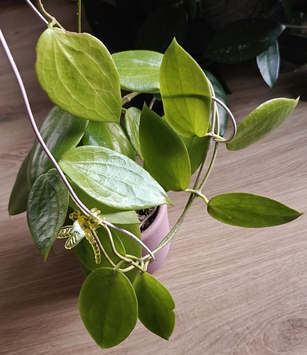 Hoya aldrichii christmas island