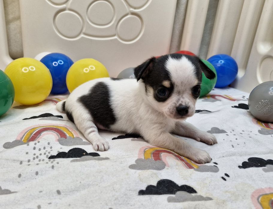 Chihuahua piękna suczka