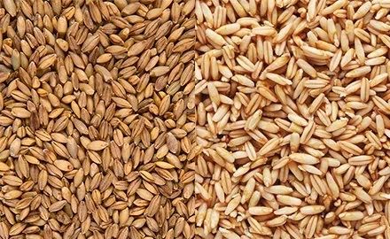 Пшениця 14грн / кг