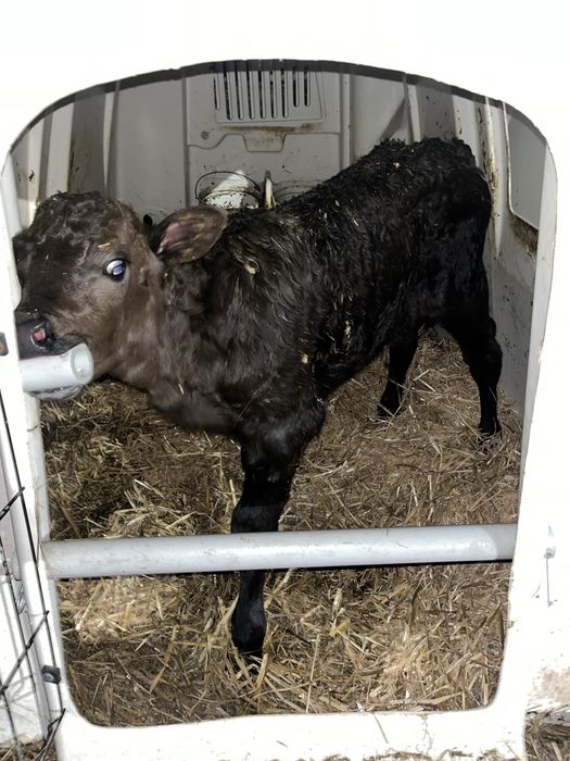 Byczek mięsny rasy Limousine