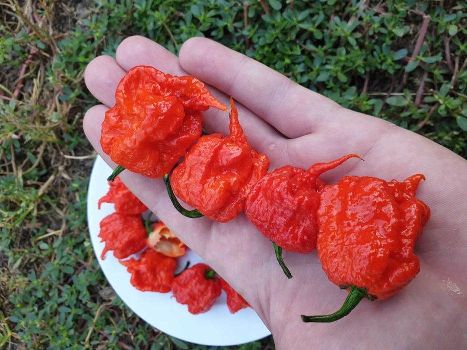 Продам насіння Carolina Reaper Red/ Кароліна Ріпер Червоний