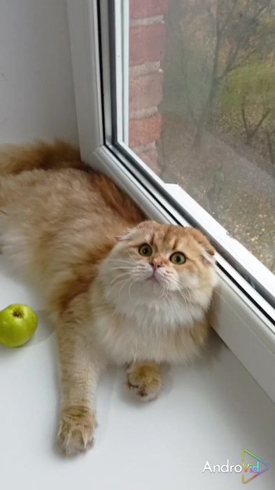 Ласковая девочка золотая шиншилла. Шотландская вислоухая. Хайленд