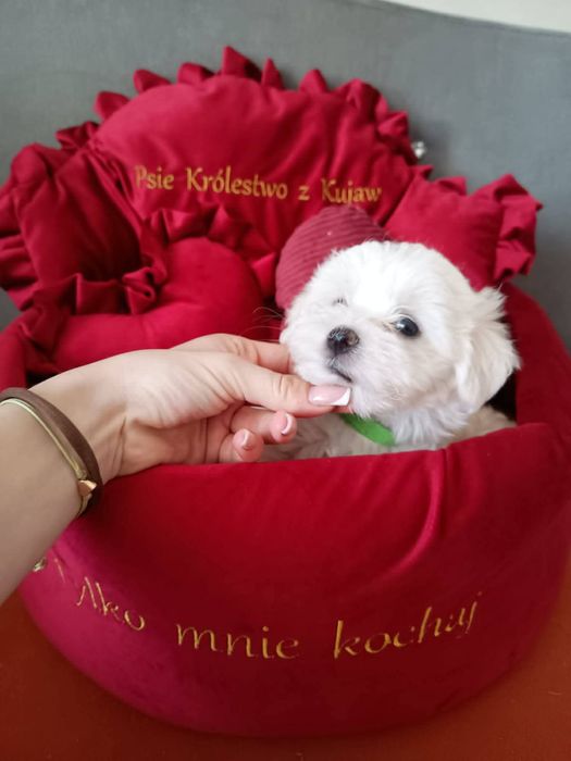 Piesek rasy maltańczyk