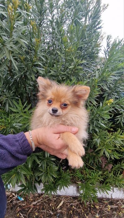 Lulu da Pomerania