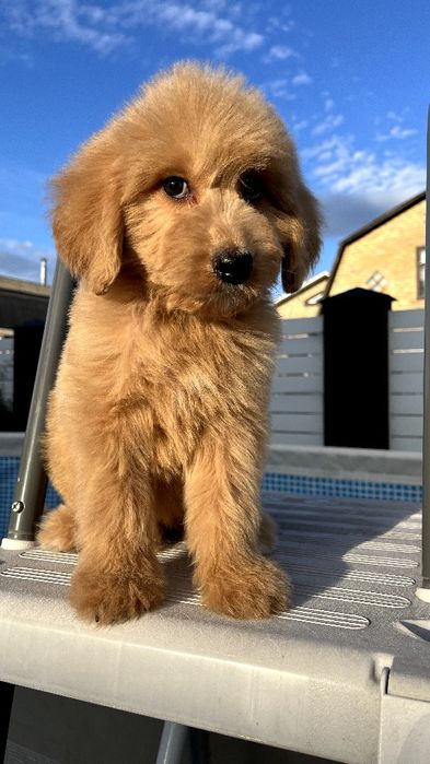 Шикарний Goldendoodle F1 хлопчик. Готовий до переїзду. Київ