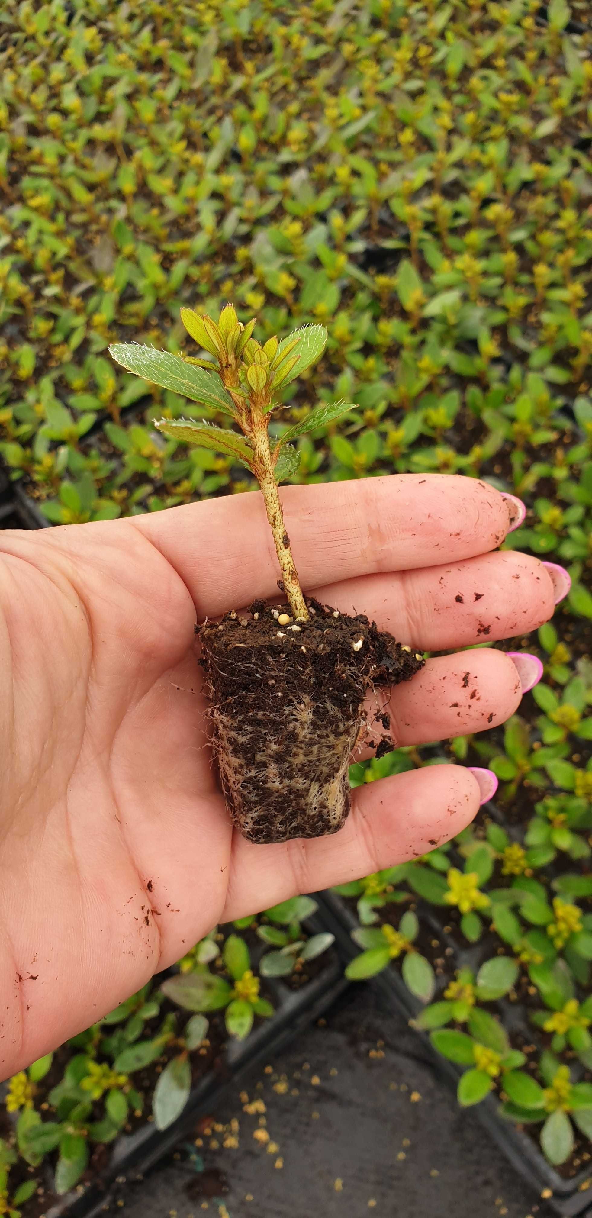 Azalia japońska Rhododendron japonicum multiplat, różne odmiany,kolory