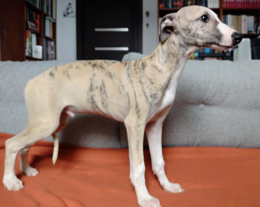 Whippet rodowód ZKwP/FCI