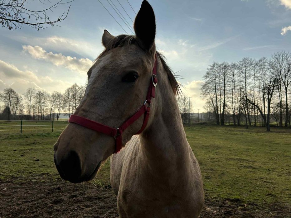 Sprzedam konia- źrebaka