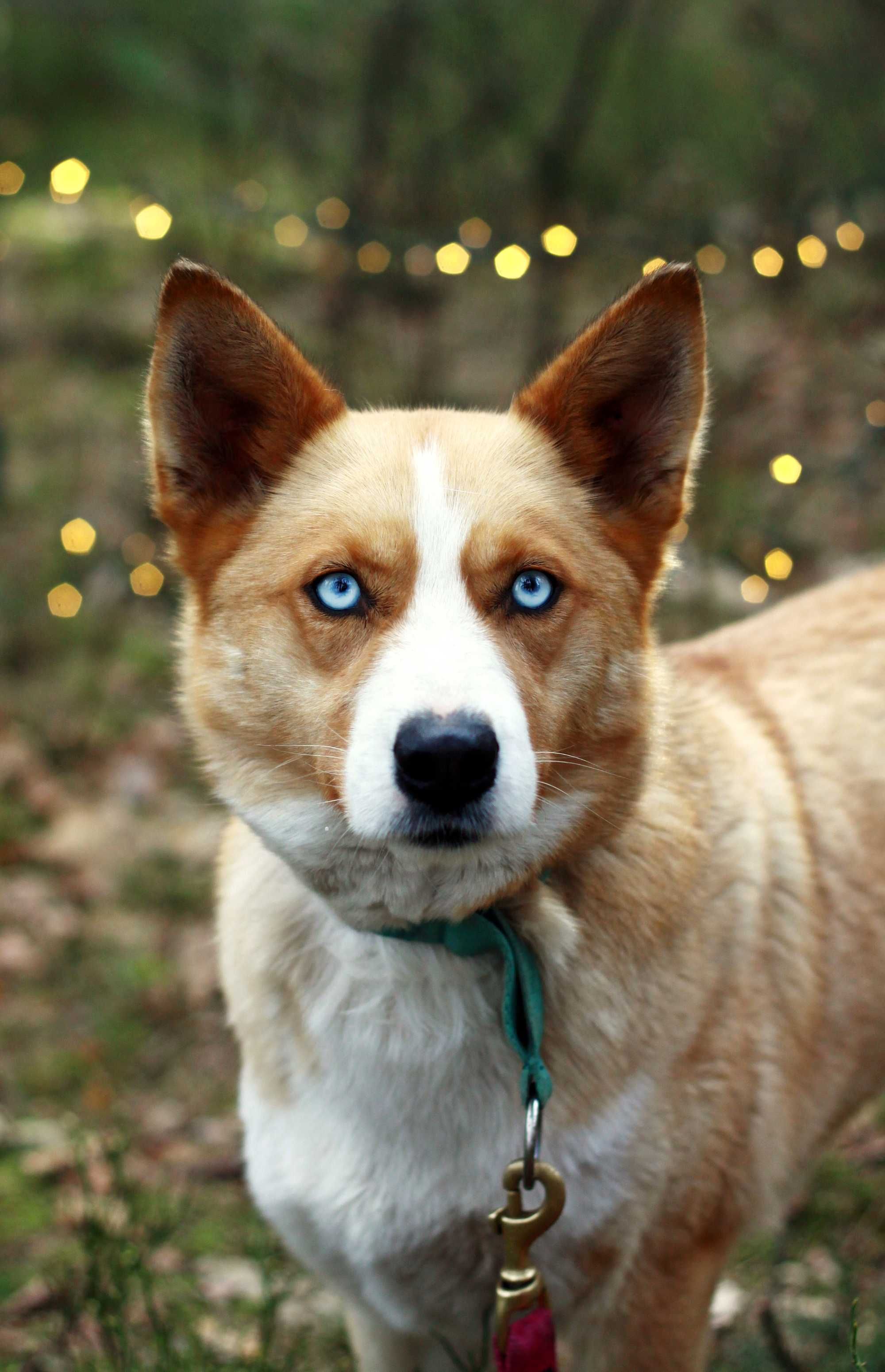 Piękna suczka mini husky do adopcji