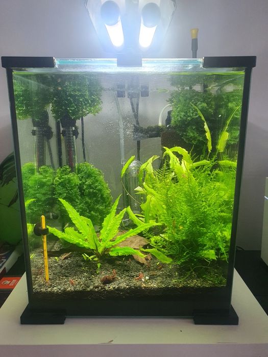 Akwarium Aquael 30 nano cube kostka krewetkarium