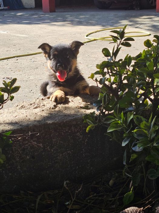 Pastor alemão  fantastico