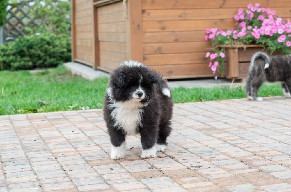 Akita Inu FCI/ ZKwP długowłosy piesek