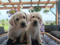 Labrador Retriever szczenie Wspaniałej Budowy Po ojcu pochodzenia FCI