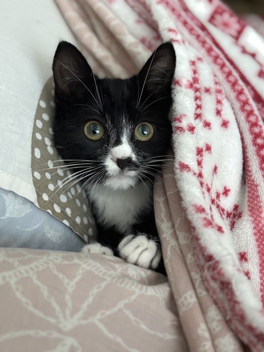 Кошеня цікавого окрасу у добрі руки