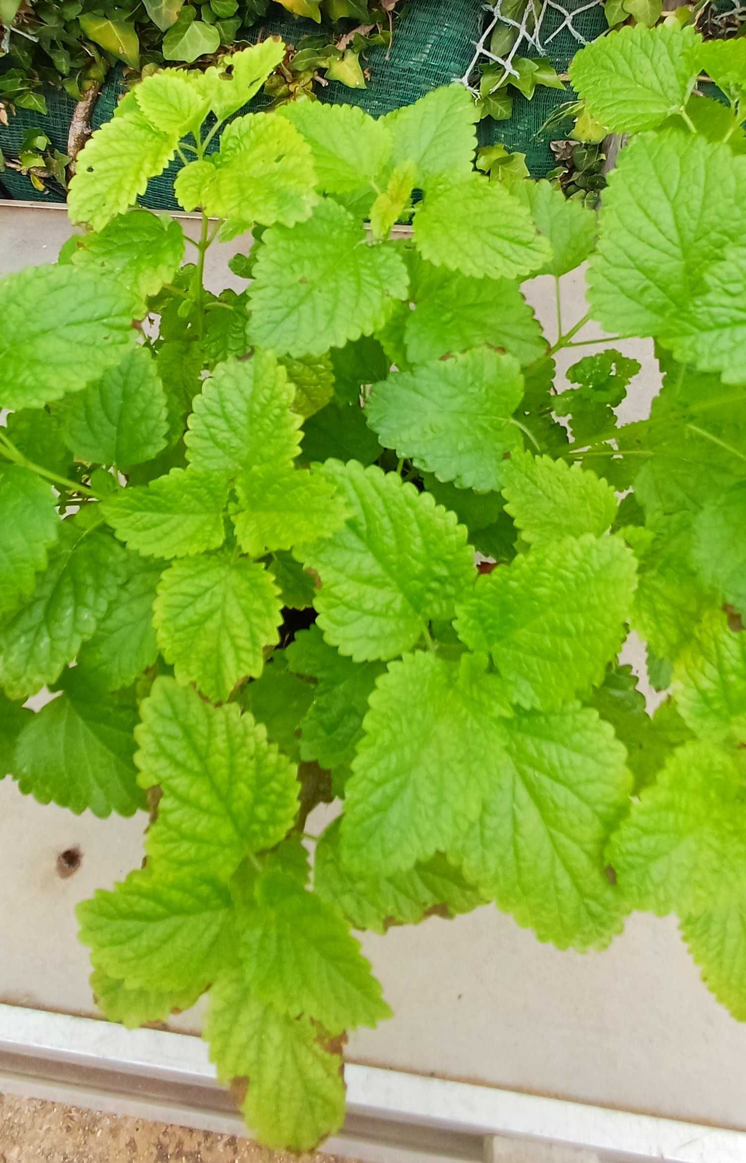 Planta Erva Cidreira em Vaso