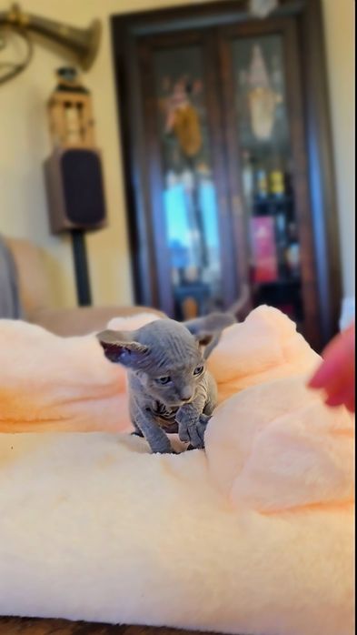 Niebieski Kot sfinks.Przepiekny kocurek z niebieskimi oczkami