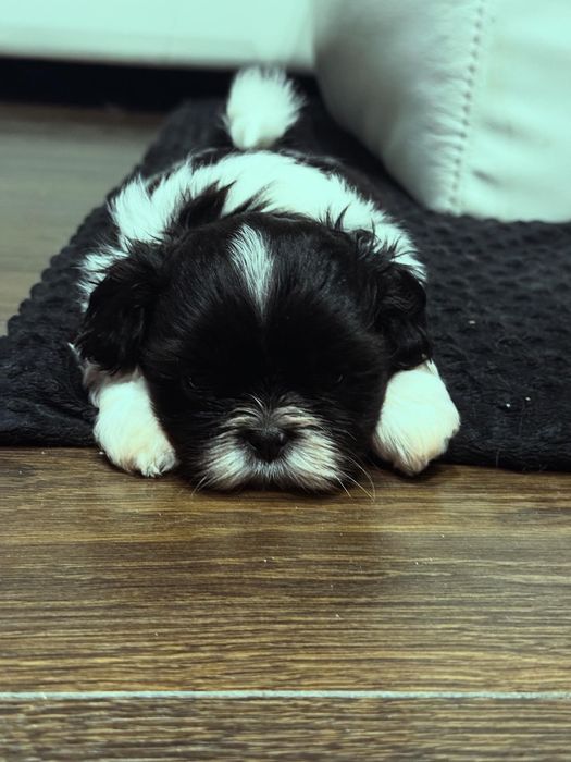 Shih Tzu PIĘKNE Czarne ZKwP FCI