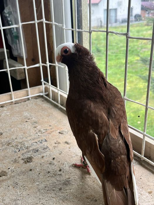 samiec kolcaty 2025r