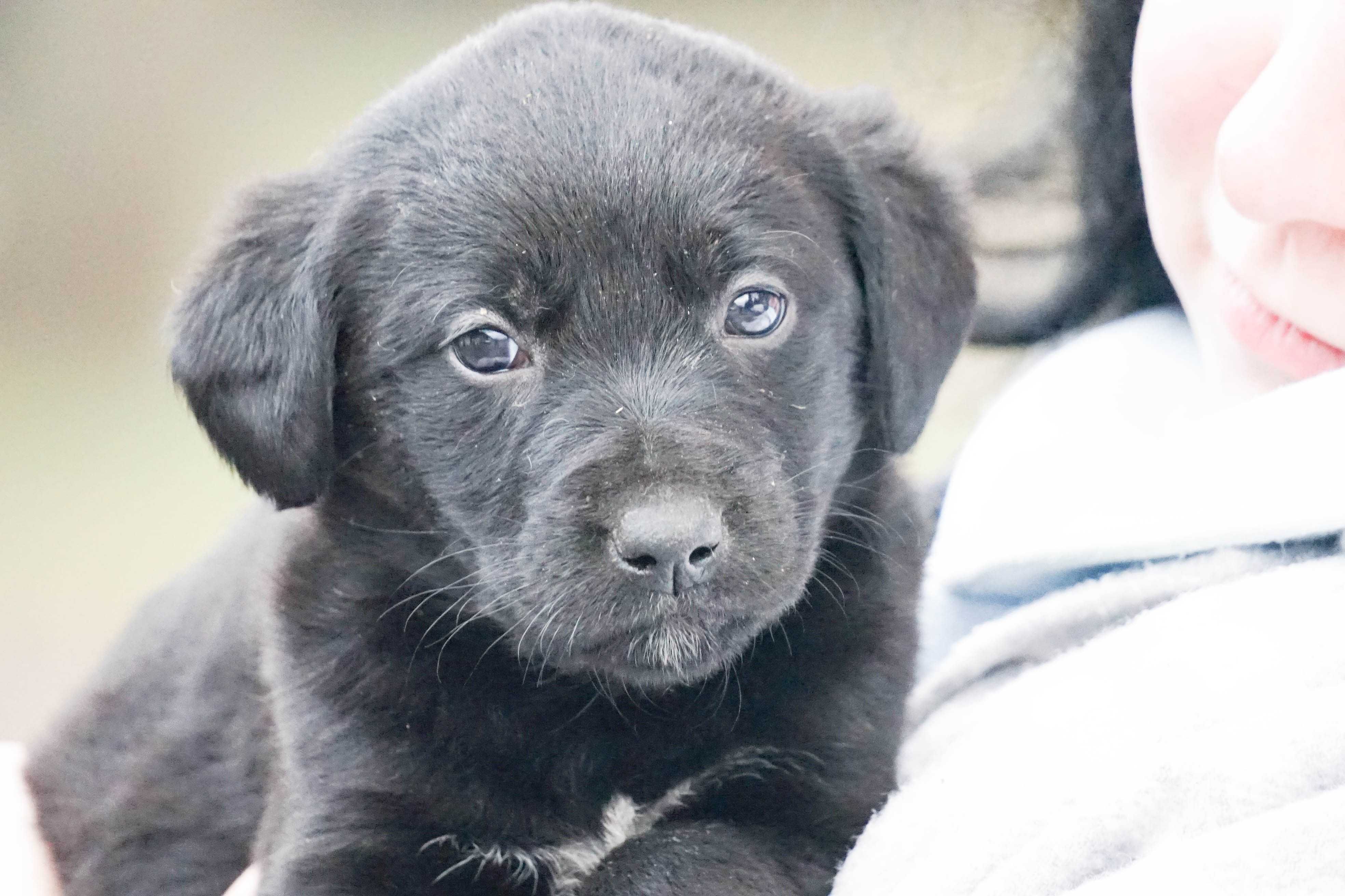 Aleksja - śliczna sunia , szczeniak do adopcji