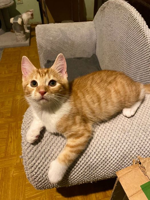 Przepiękny mały rudzielec