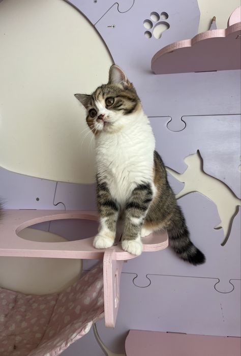 Scottish straight femea