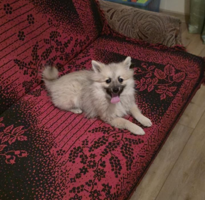 Szpic miniaturowy piesek