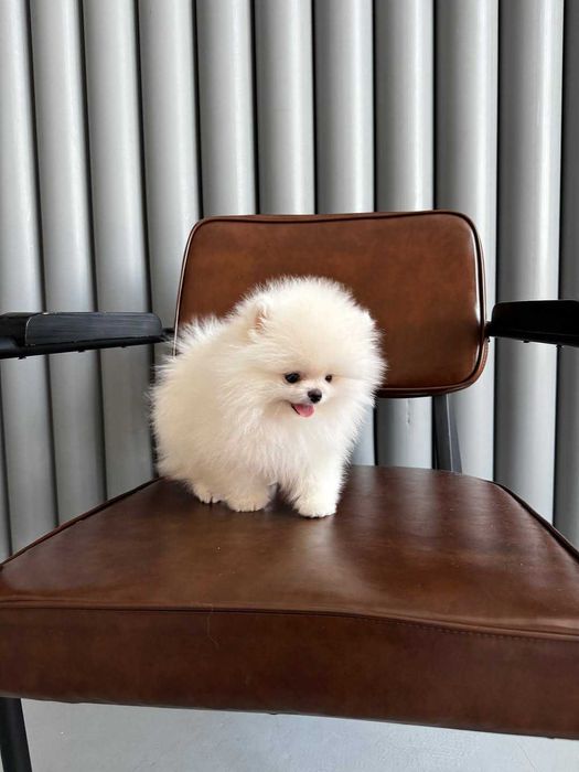 cachorro pomeranian com vacinas