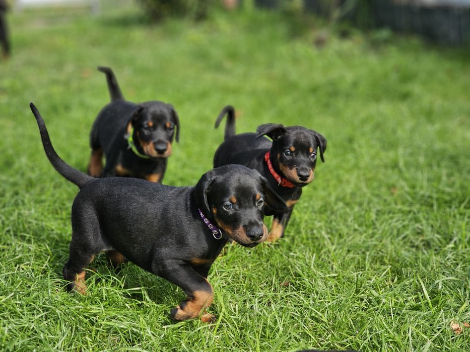 Doberman suczka Morgana