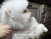 Белоснежный кукольный экстра мини мальчик померанский шпиц!