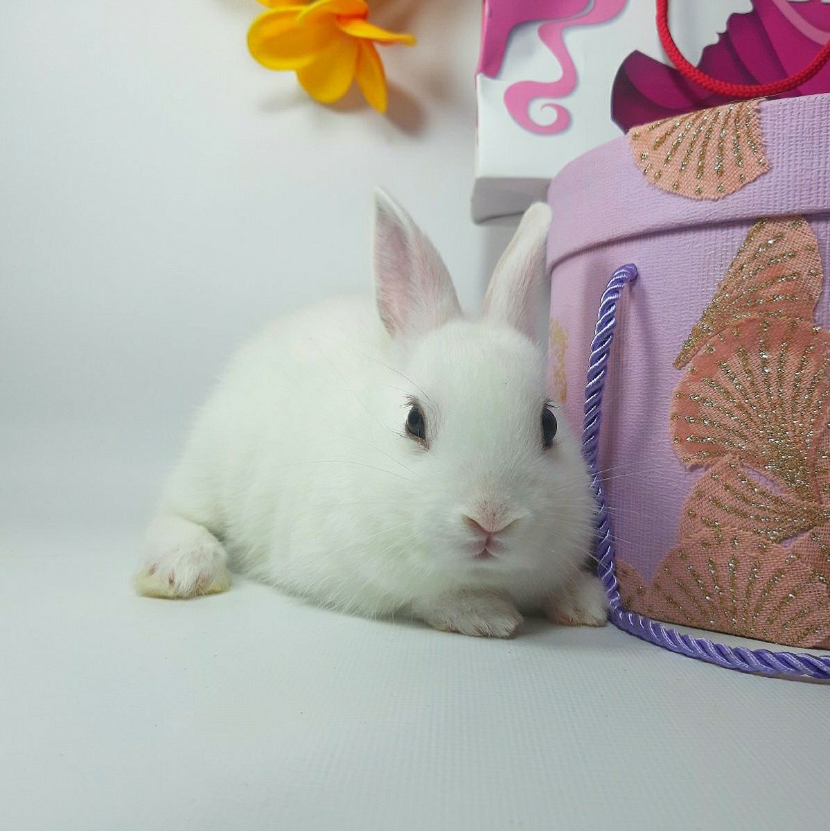 Карликовый мини кролик,міні кролик,декоративные,декоративні