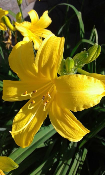 Продам садовые многолетние Лилейники, и другие растения