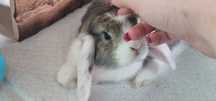 Króliczek baranek - miniaturka (mini lop)