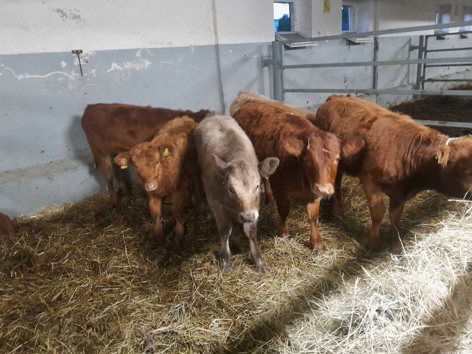 7 jałówek odsadki 190kg