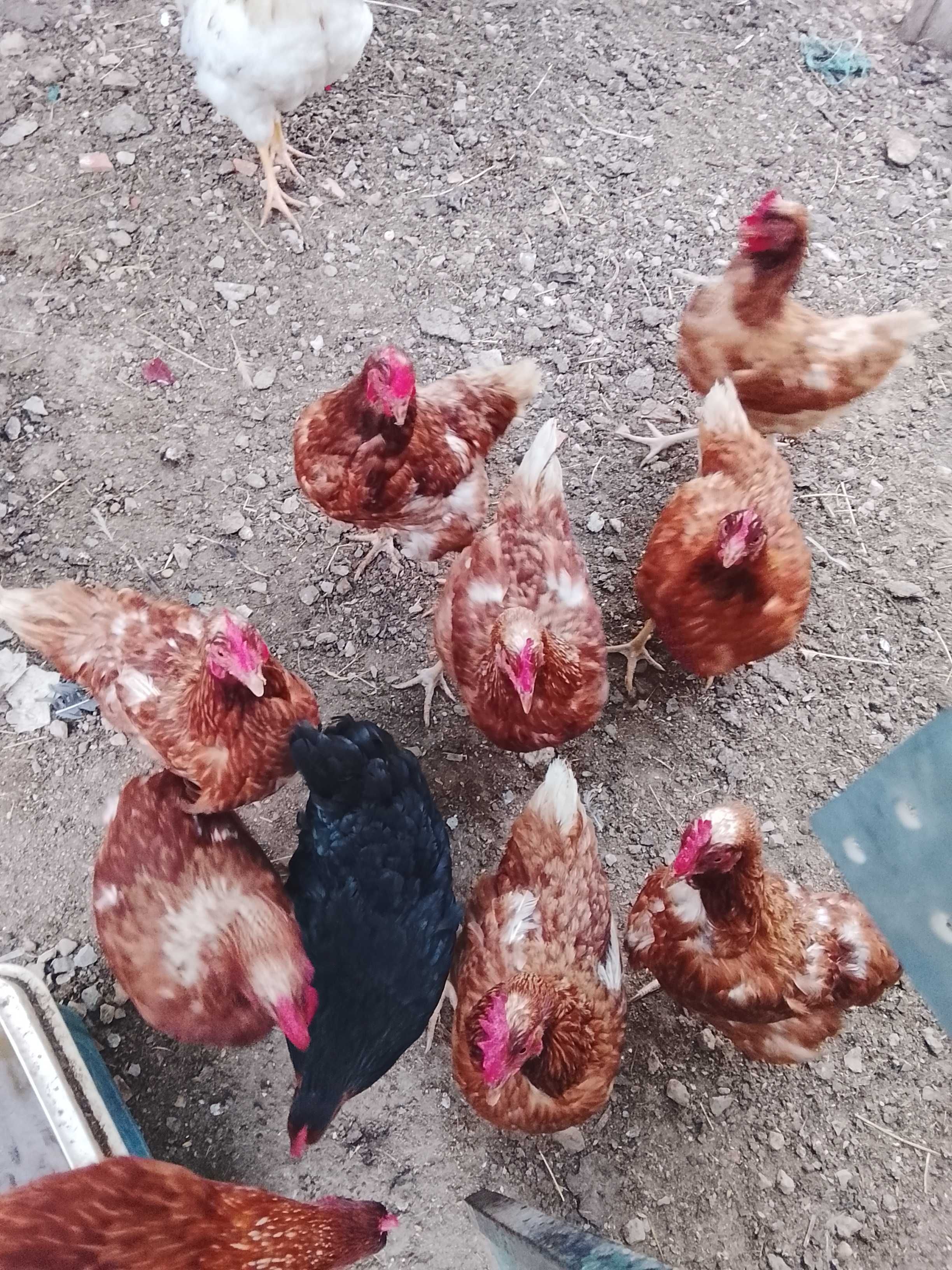 Lote de criação/individual