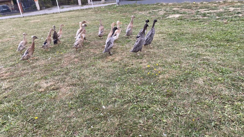 Biegusy indyjskie kaczki i kaczory