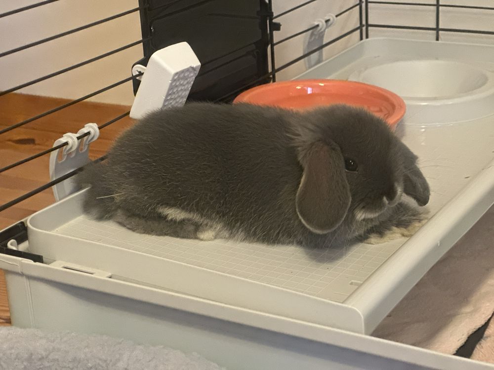 PILNIE Sprzedam młodego Króliczka Mini LOP z kompletnym wyposażeniem