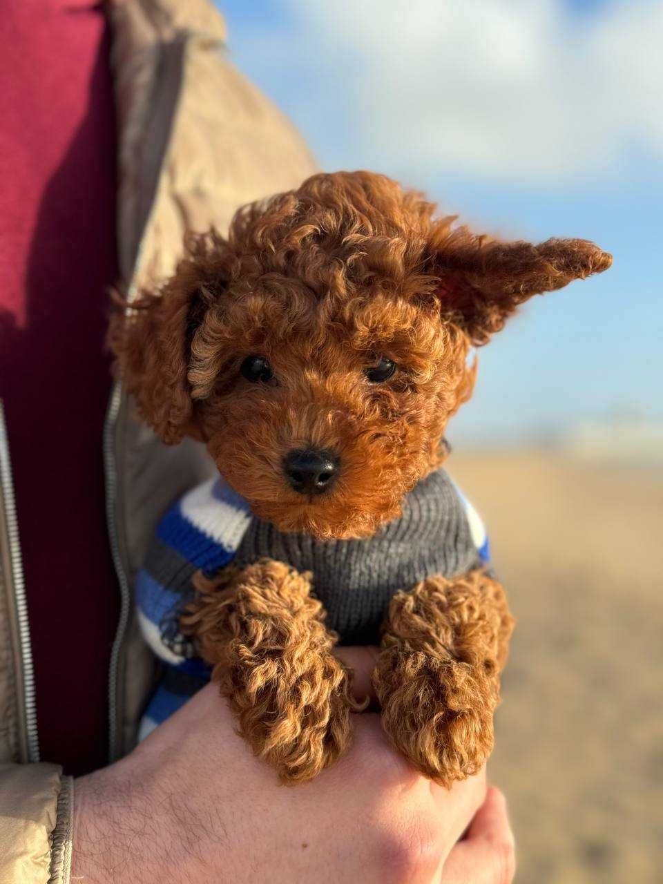 Toy Caniche Mini Micro Menino