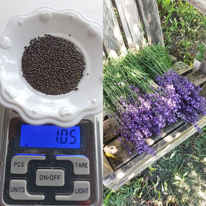 Лаванда_кусты лаванды_юкка