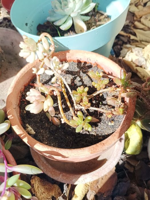 Plantas todas está a venda