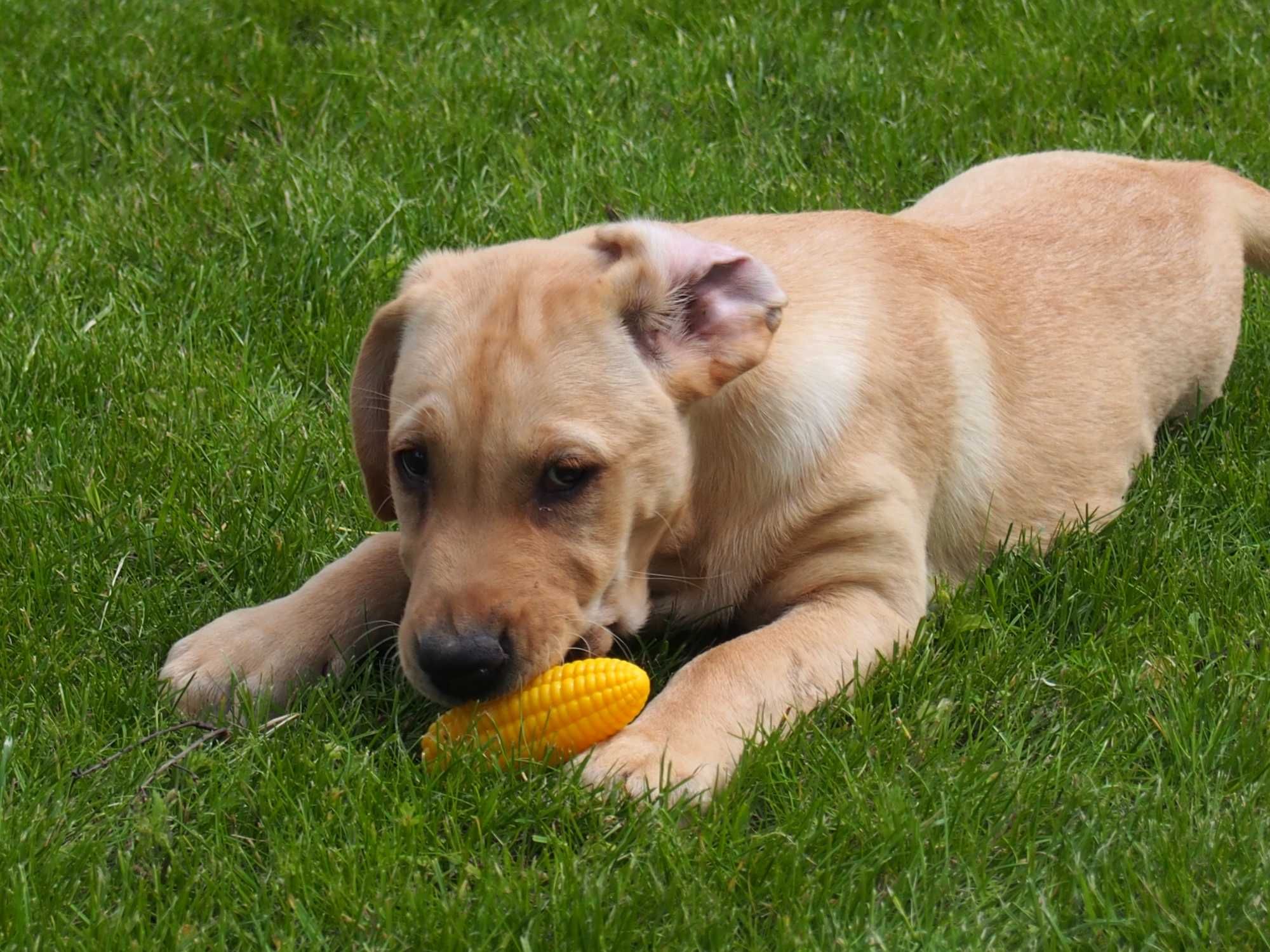 Labrador dorosła Suka