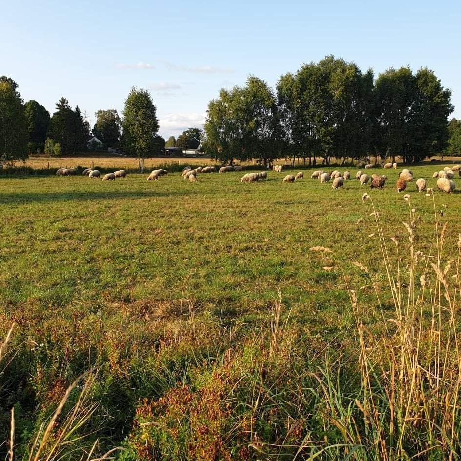 Sprzedam mlode baranki i owieczki